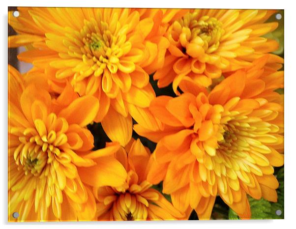 Gold and Orange Chrysants Acrylic by james richmond