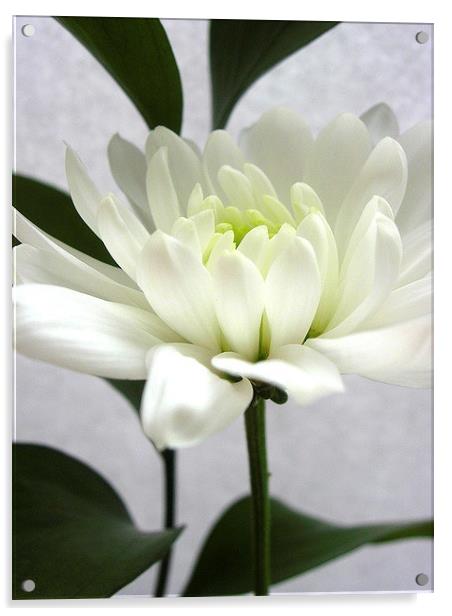White Flower Acrylic by james richmond