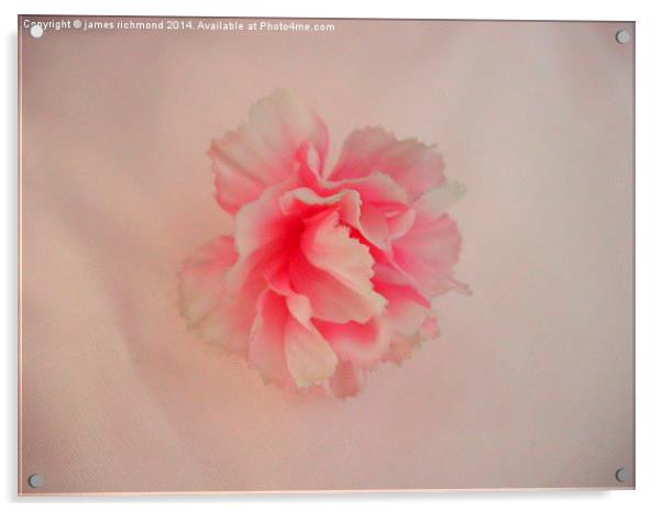  Cotton Carnation Acrylic by james richmond