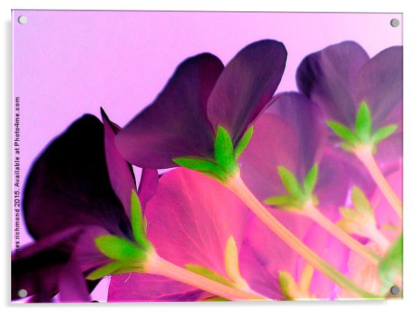 Purple Posy  Acrylic by james richmond