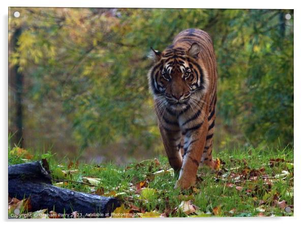 Stare of the Sumatran Titan Acrylic by Graham Parry