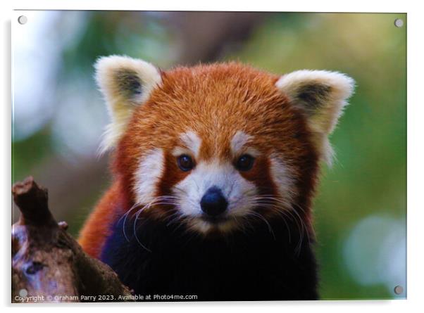 Red Panda's Intimate Foraging Display Acrylic by Graham Parry
