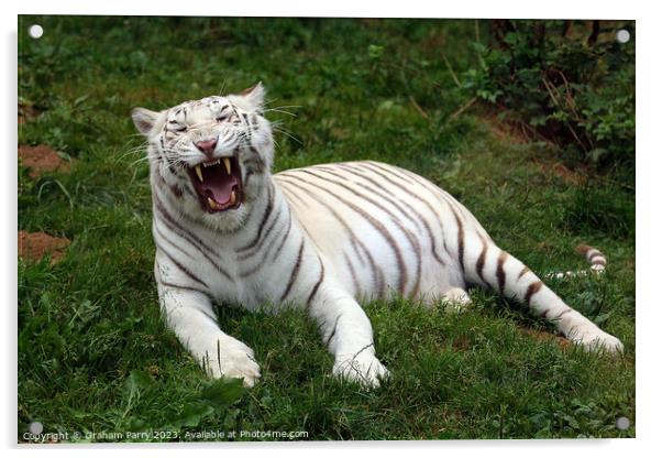 Enthralling White Bengal Repose Acrylic by Graham Parry