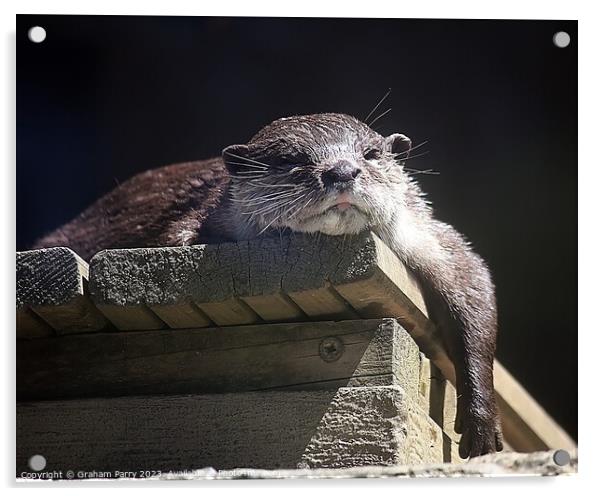 Sunshine Serenade: Eurasian Otter Repose Acrylic by Graham Parry