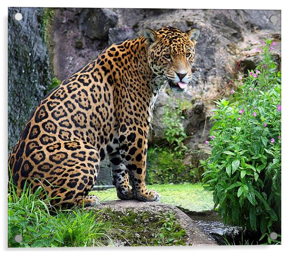 Spirit of the Jaguar Unleashed Acrylic by Graham Parry