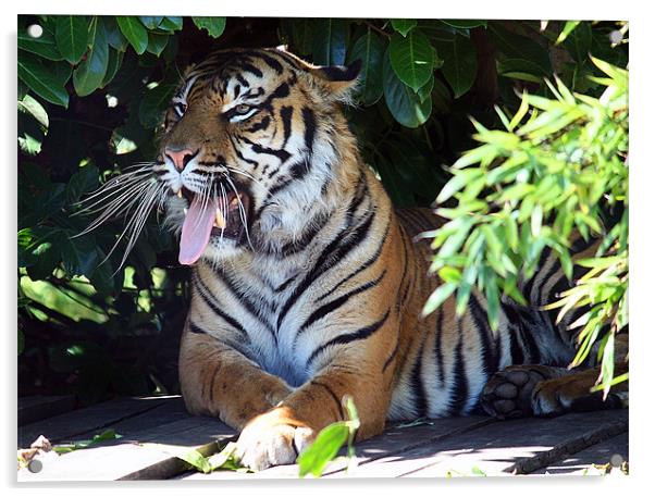 Sumatran Tiger's Solace Acrylic by Graham Parry