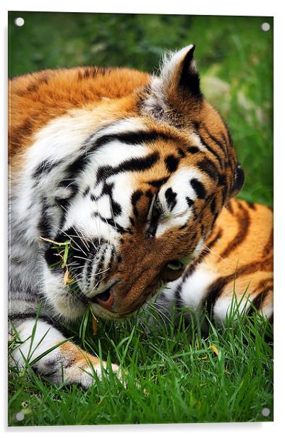 Captivating Tiger Amid Lisbon's Verdant Grasslands Acrylic by Graham Parry