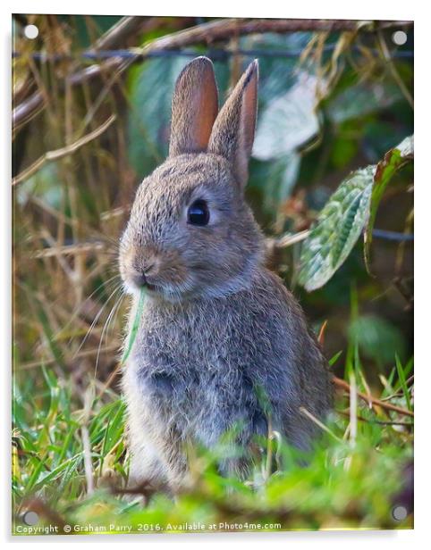 Enchanting Welsh Forest Bunny Acrylic by Graham Parry