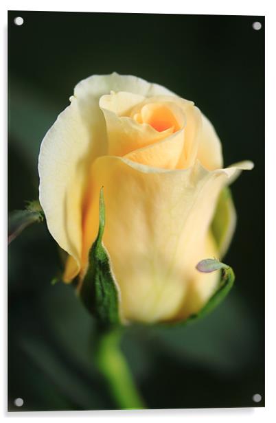 Miniature rose Acrylic by Jill Bain