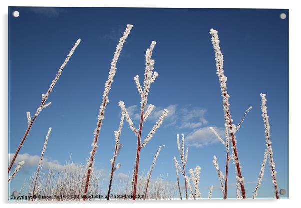 Frosty twigs Acrylic by Grace Butler