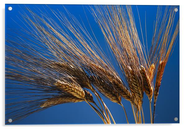 Tenons of wheat over blue background Acrylic by Josep M Peñalver