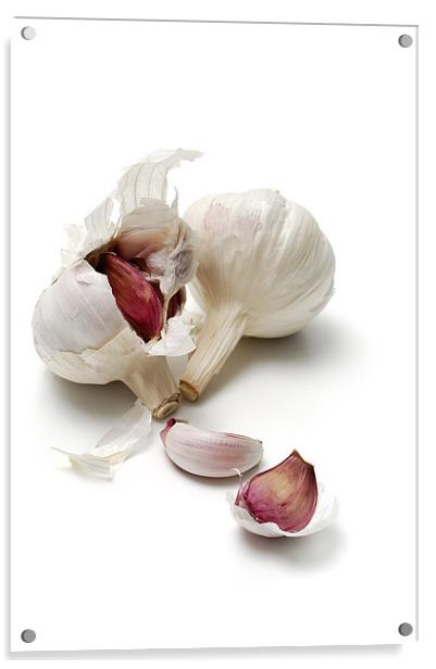 Garlic, alium sativum Acrylic by Josep M Peñalver