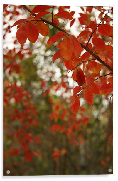 Fall Colors Acrylic by Whitney Orr