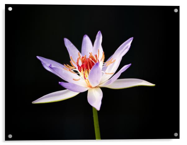 Lily Acrylic by Clive Eariss