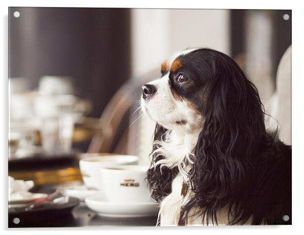 King Charles Spaniel Acrylic by Clive Eariss