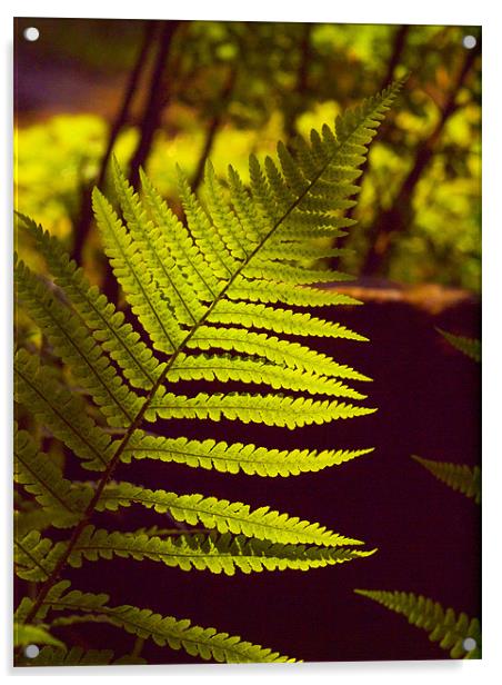 Fern Front Lit Sunshine Acrylic by Clive Eariss
