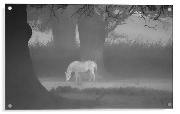 Horse In The Mist Acrylic by Clive Eariss