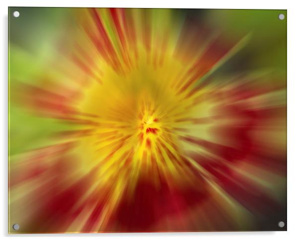 Flora Burst Abstract Acrylic by Clive Eariss