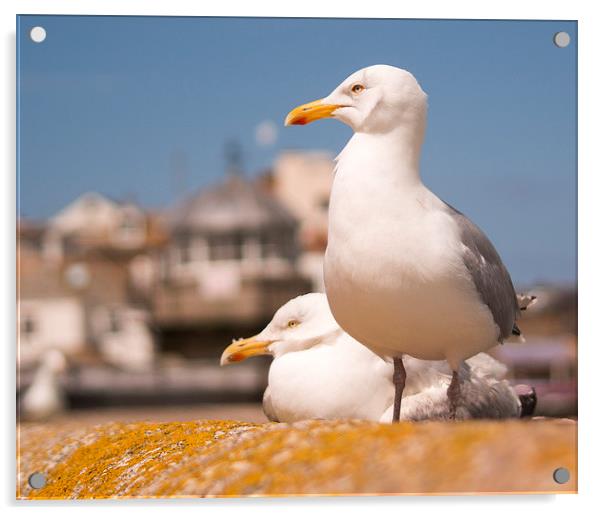 Herring Gulls St Ives Cornwall Acrylic by Clive Eariss