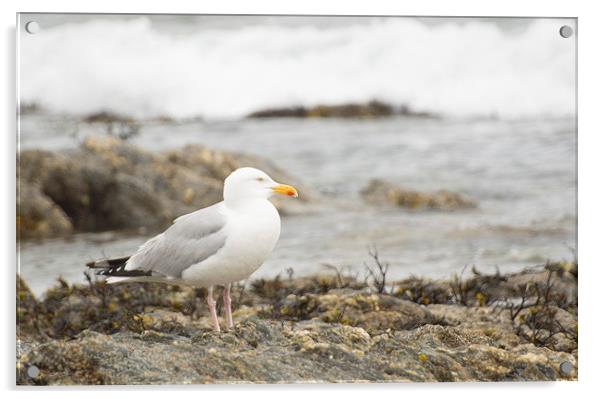 Herring Gull Falmouth Cornwall Acrylic by Clive Eariss