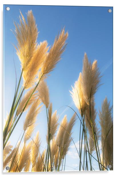 Autumn Pampas Grass Acrylic by Clive Eariss