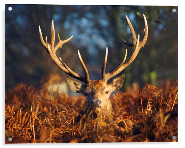 Stag Looking At Me Acrylic by Clive Eariss