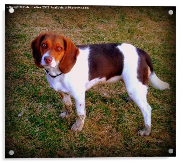 Pure Bred Beagle Pup Acrylic by Peter Castine