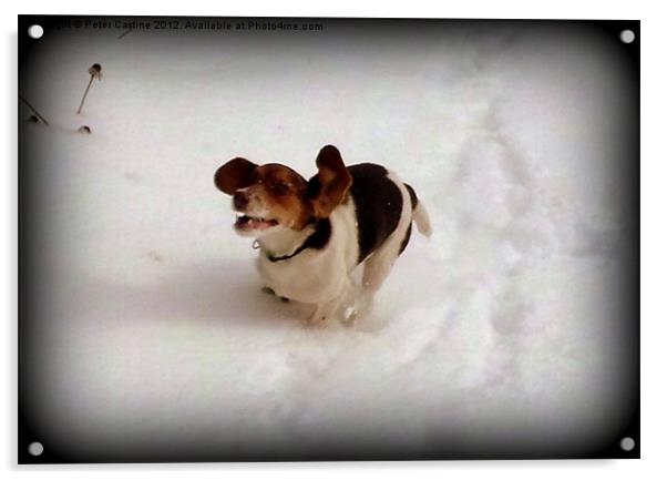 Floppy Eared Beagle Acrylic by Peter Castine