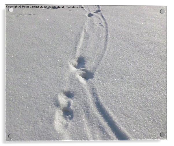 otter tracks in the snow Acrylic by Peter Castine