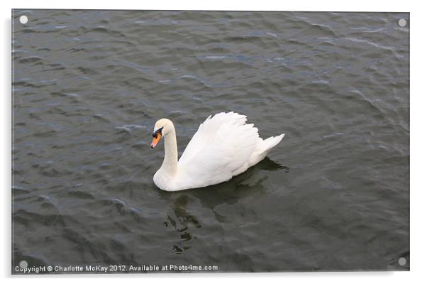 Beautiful Swan on the River Clyde Acrylic by Charlotte McKay