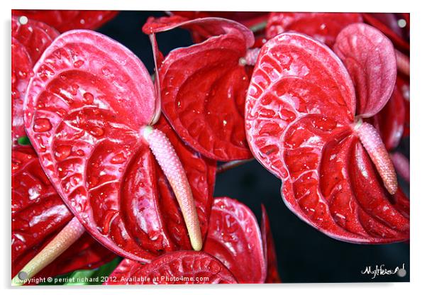 Anthurium Acrylic by perriet richard