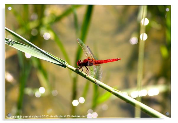 red dragonfly Acrylic by perriet richard