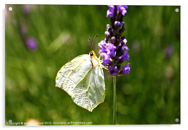 white butterfly flitting lavender Acrylic by perriet richard