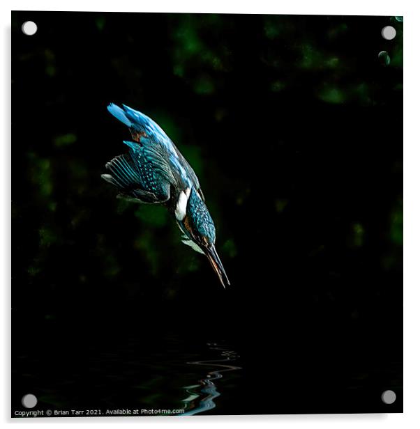 Kingfisher Diving for fish Acrylic by Brian Tarr