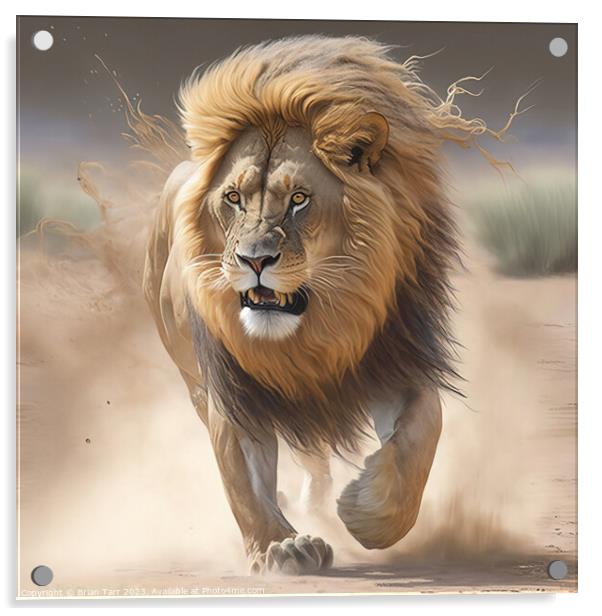 Lion Charging Acrylic by Brian Tarr