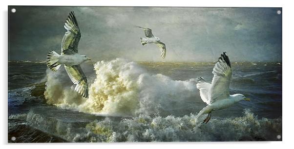 Herring Gulls on The Mersey Acrylic by Brian Tarr