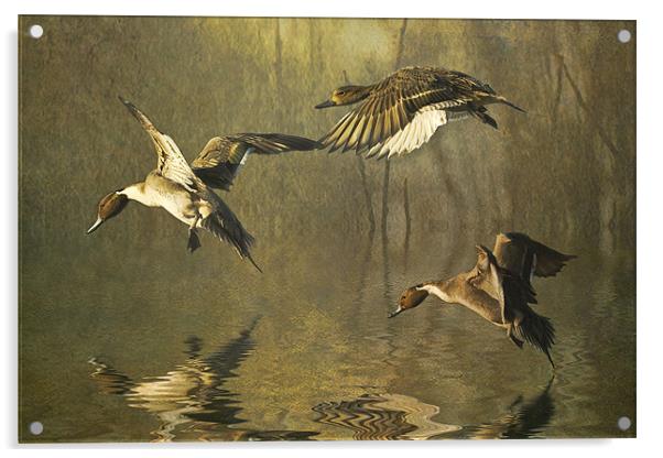 Pintails Acrylic by Brian Tarr