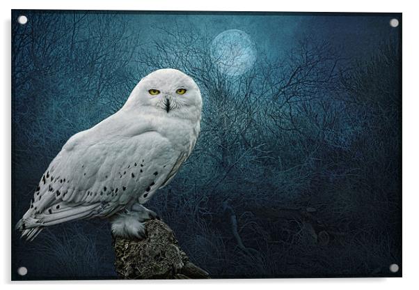 Night Owl Acrylic by Brian Tarr