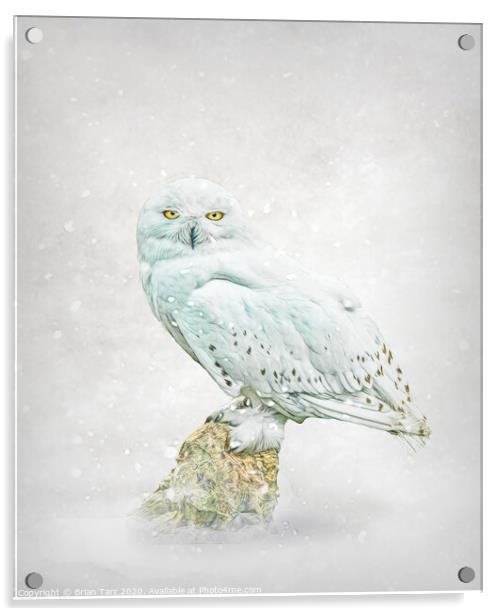 Snowy owl in snow. Acrylic by Brian Tarr