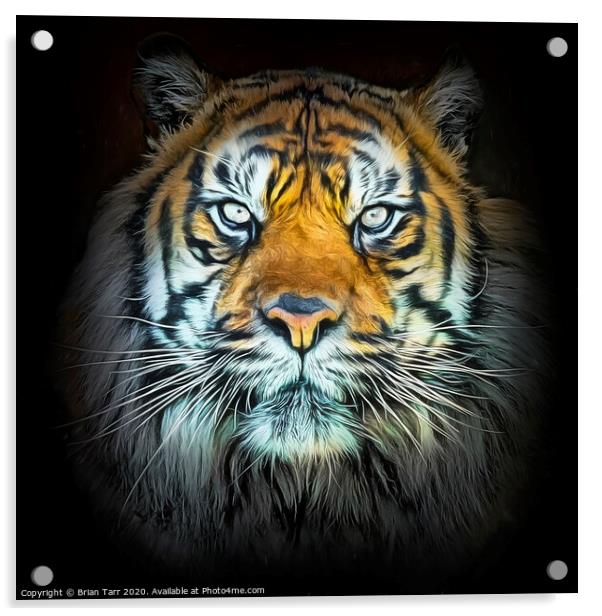 Tiger Portrait  Acrylic by Brian Tarr