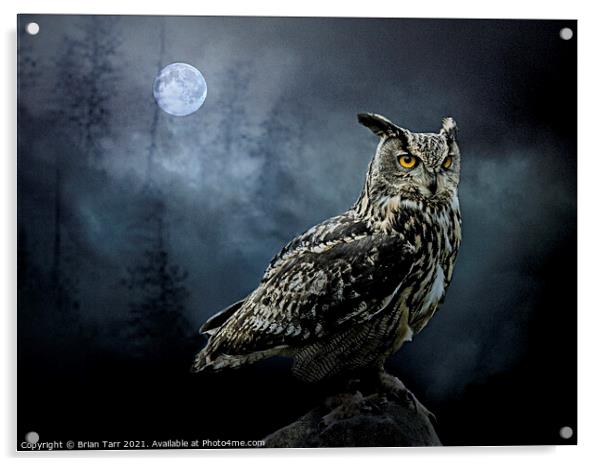 The Nightwatch Owl Acrylic by Brian Tarr