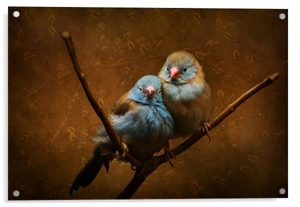 Love Birds Acrylic by Tina Lindsay