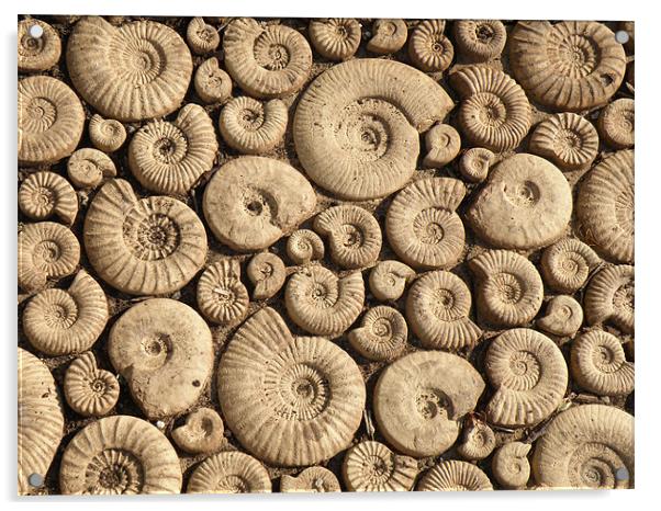 Ammonite Fossils Acrylic by Edward Denyer