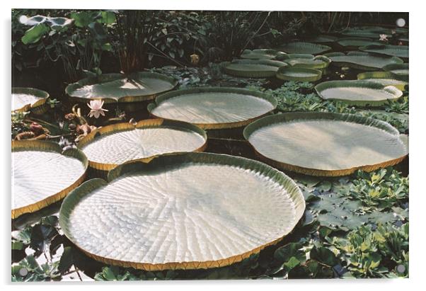 Lily Pads in Jungle Swamp Acrylic by Edward Denyer