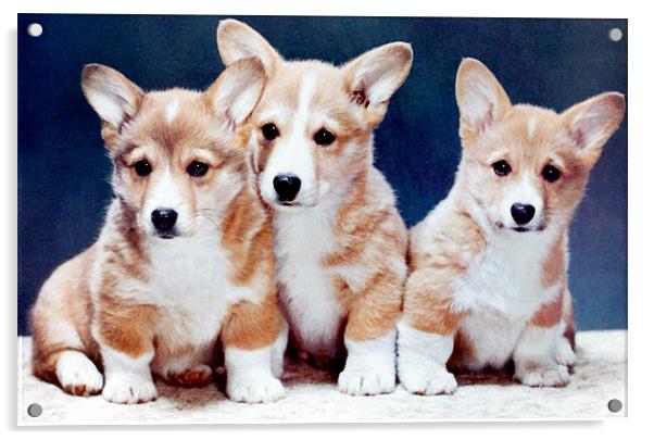 Corgi Puppies Acrylic by Edward Denyer