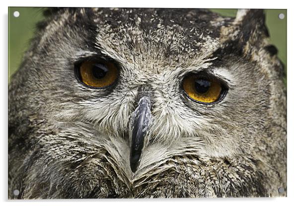 Large Tawny Owl Acrylic by Robert clarke
