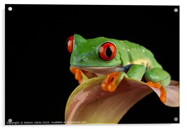 Red Eye Tree Frog Acrylic by Robert clarke