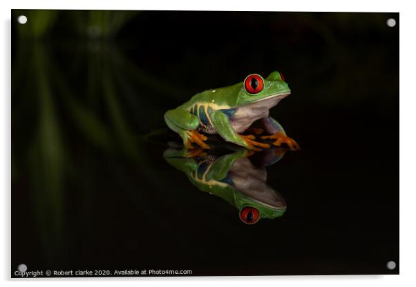 Red Eye Tree Frog Reflection Acrylic by Robert clarke