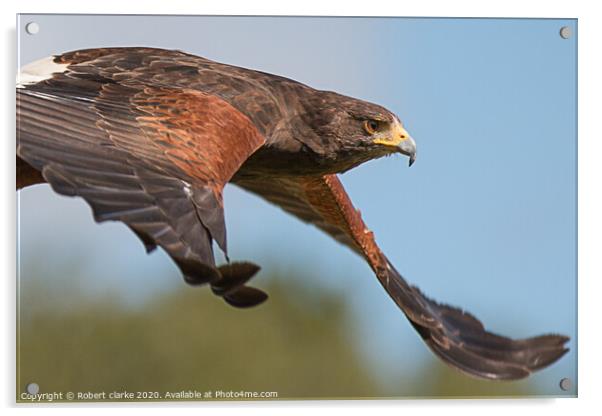 Harris Hawk Acrylic by Robert clarke