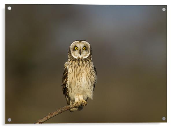 Short Eared Owl Acrylic by Carl Day